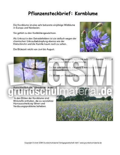 Steckbrief-Kornblume.pdf